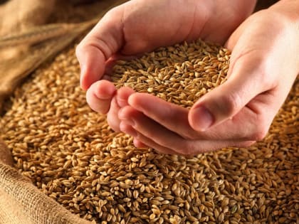 В Ростовской области из-за санкций заморозили строительство двух зерновых терминалов