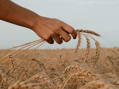 Губернатор Ростовской области Голубев заявил о рекордной урожайности в 2022 году