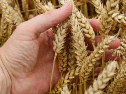 Ростовская область запустила поставки зерна в Мексику и Индонезию