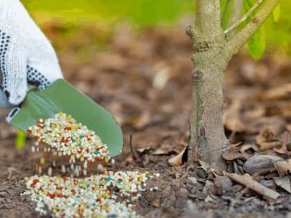 Уход за садом и огородом в Ростове-на-Дону