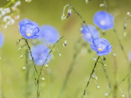 В Ростовской области построят самый крупный в Европе завод по переработке льна