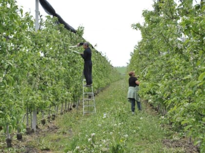 Для фруктов сочных, ягод сладких: почти 130 млн рублей господдержки выделили садоводам Дона