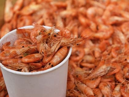 Ростовские ученые оценили запасы креветок в Черном и Азовском морях