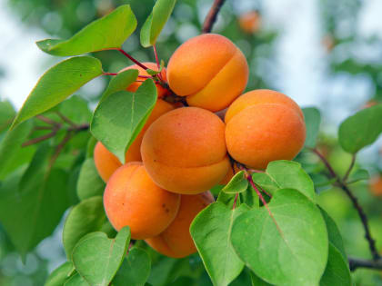 Влияние климатических условий на рост и развитие косточковых культур