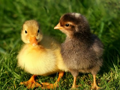 Пастереллёз птиц