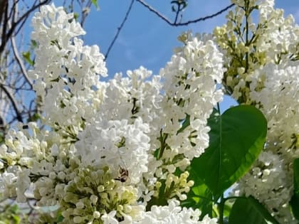 Температура воздуха в Азове на рабочей неделе приблизится к +30°С