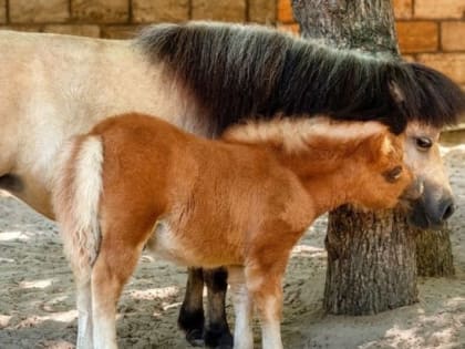 В парке «Лога» под Каменском дали имя жеребенку-пони