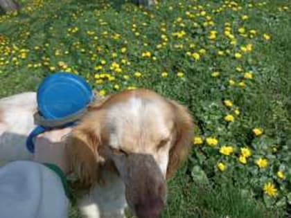 На Дону будут штрафовать за нарушения содержания и выгула животных