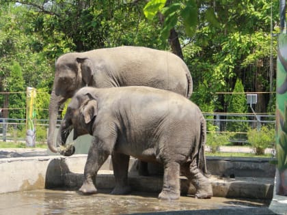 Ростовский зоопарк снова признали в Европе