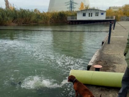 Более 10 тонн толстолобика, карпа и белого амура выпустили в акваторию Цимлянского водохранилища