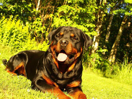 Ветеринарные врачи Ростовского референтного центра рассказали о инфекционном гепатите собак