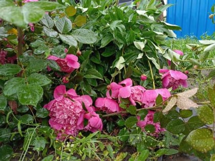 Дожди и незначительное похолодание ждут шахтинцев