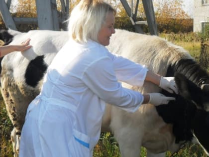 Батайчанам напоминают о клинических признаках сибирской язвы и важности мероприятий по ее профилактике