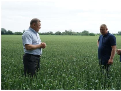 Полевой дневник: яровой сев на Дону выходит на финишную прямую