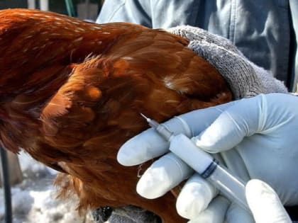 В РОСТОВСКОЙ ОБЛАСТИ ОТ ГРИППА ПРИВИЛИ СВЫШЕ ПОЛУМИЛЛИОНА ДОМАШНИХ ПТИЦ