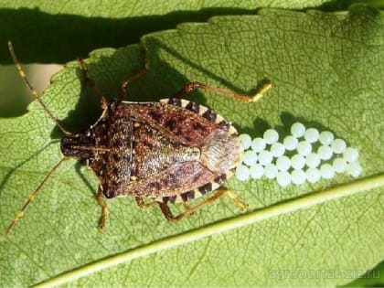 Не пропустить мартовского клопа!