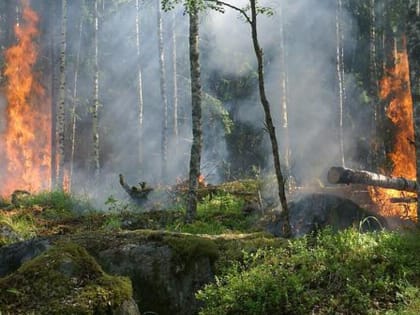 В ростовском парке Горького загорелся строительный вагончик 27 апреля