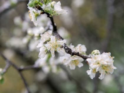 В ближайшие сутки в Ростовской области ожидаются заморозки: температура воздуха опустится до -4 градусов