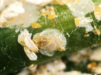 Тутовая щитовка – опасный вредитель