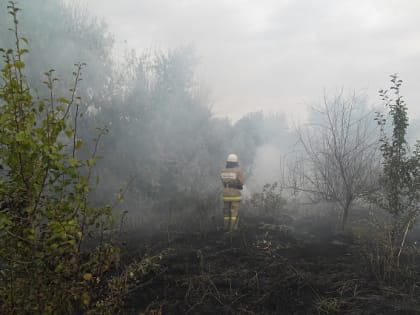 Пожароопасный режим с 20 марта объявили в лесах Ростовской области