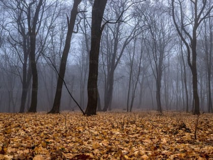 На Дону снова потеплеет. Будет пасмурно, но без дождей