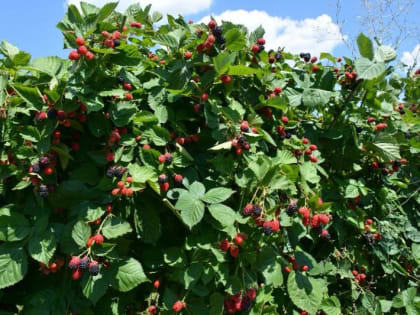 Польза ежевики: что нужно знать о ягодах