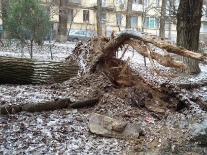 Последствия ледяного дождя будут устранять в Ростове и области несколько недель