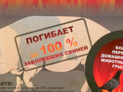 Сальских животноводов предупреждают, что в соседних районах вновь обнаружены очаги АЧС