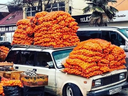 Уже начинается: скоро абхазские мандарины появятся и в Ростове