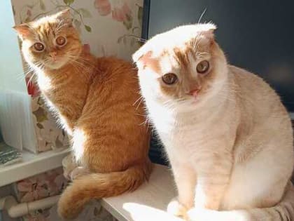 Середина недели порадует шахтинцев весенним теплом и солнцем