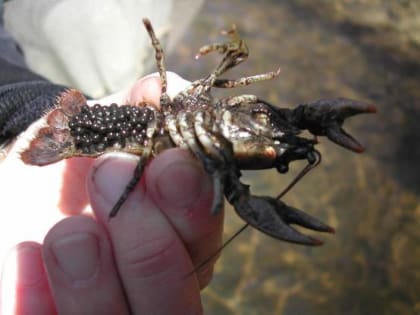В Ростовской области стали массово штрафовать за ловлю раков руками