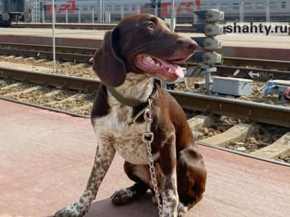 Введут бесплатный провоз домашних животных в электричках в Ростовской области