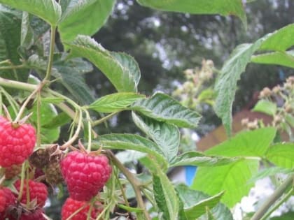 Советы владельцам дачных участков: Как защитить малину от стеблевых вредителей