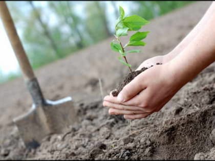 В субботу, 8 апреля, в Ростовской области пройдет  весенний День древонасаждений