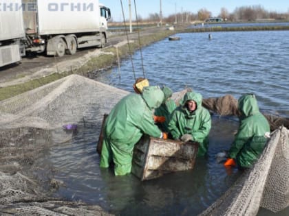 Рыба из Константиновского района пользуется большим спросом за пределами области