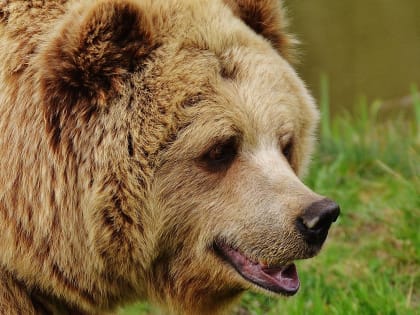 Львы и медведи: директор зоопарка рассказал каких животных ростовчане сдают в зоопарк