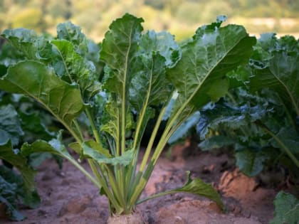 Один секрет посадки свеклы, о котором знают только дачники со стажем