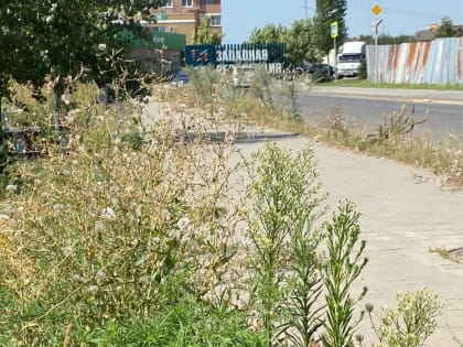 Жители пожаловались на разросшиеся поля с амброзией на Западном в Ростове