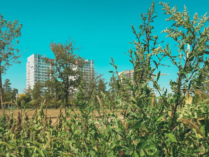 Жители Ростова-на-Дону вновь пожаловались на заросли амброзии