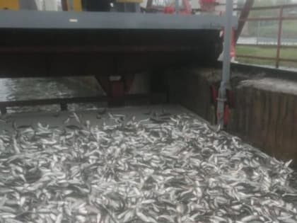 В Азовском море зафиксирован рекордный вылов сельди