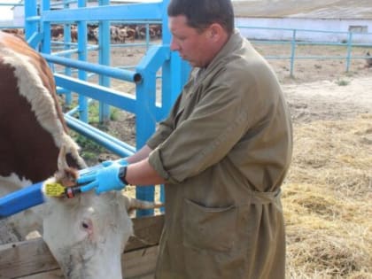 Каждую голову на учет