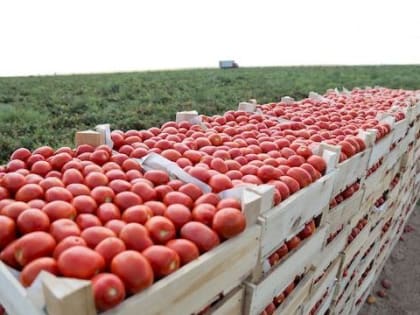 В Ростовской области планируется высеять более 5,5 тысяч гектаров овощных культур