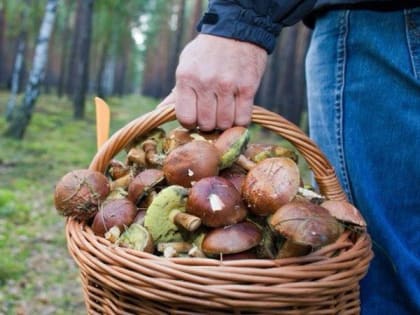 Опасные сочетания: с чем не стоит есть грибы