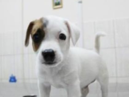 За несоблюдение требований к содержанию собак и кошек установлена административная ответственность