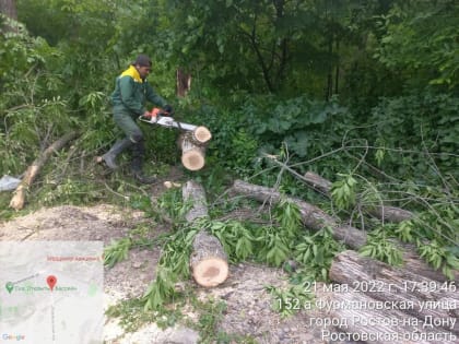 В Ростове из-за непогоды упали 50 деревьев