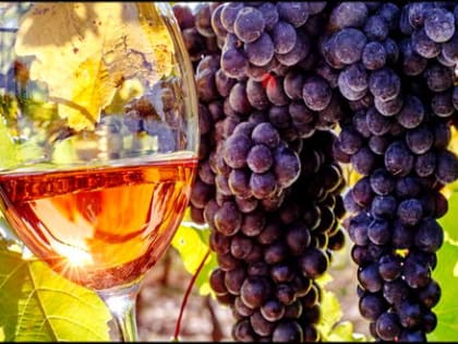Российские виноделы полностью переходят на отечественные компоненты: кто выиграет от этого