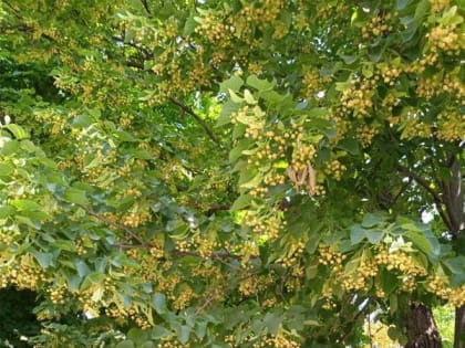 Татьяна Куленко – новая участница проекта «Я люблю город Шахты»