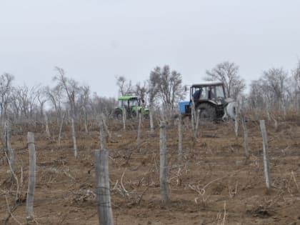Донские виноградари наращивают объемы производства