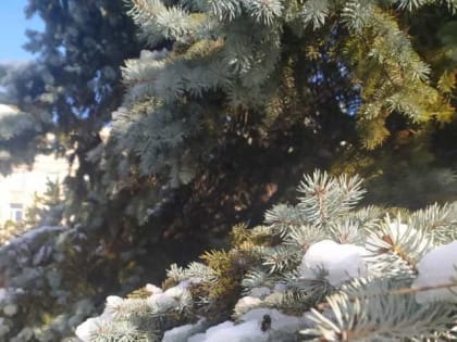Тепло и дожди ожидают шахтинцев в последние январские выходные
