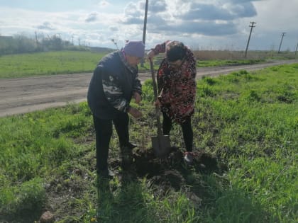 Березовый сад в поселке Васильевском